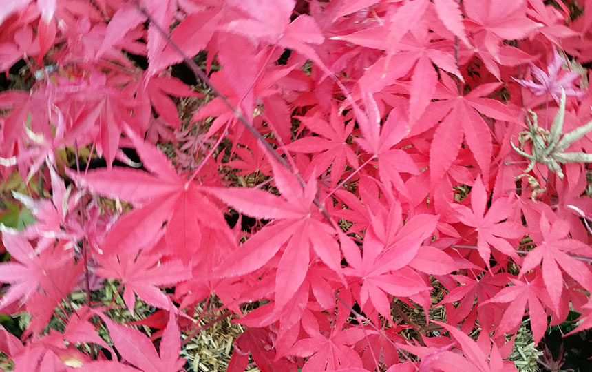 Image 2 - STH